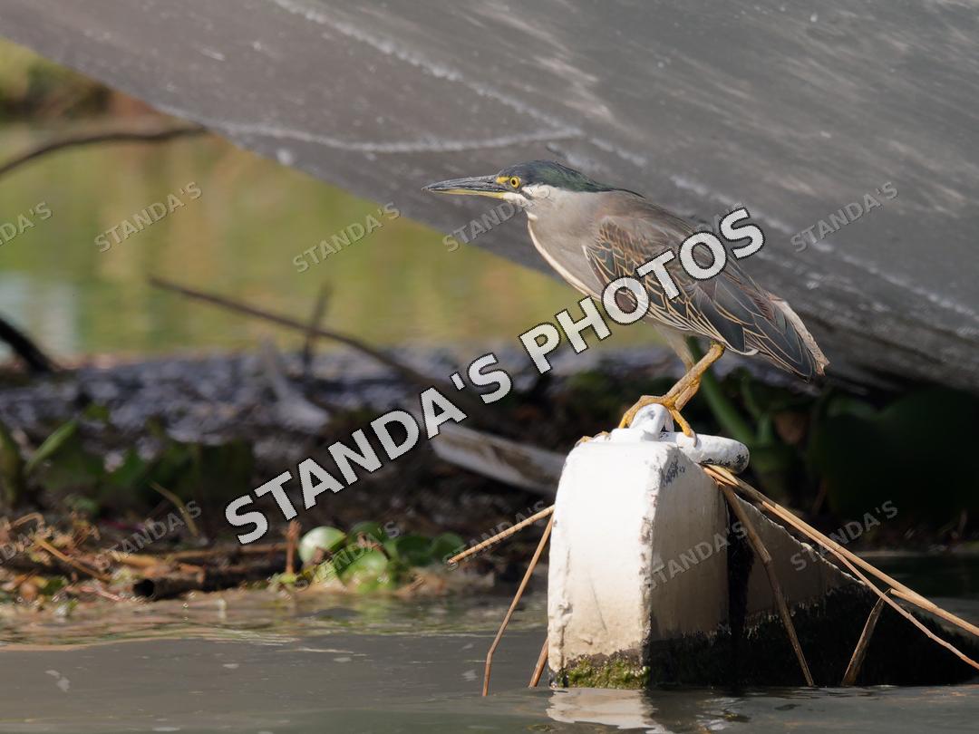Volavka proměnlivá