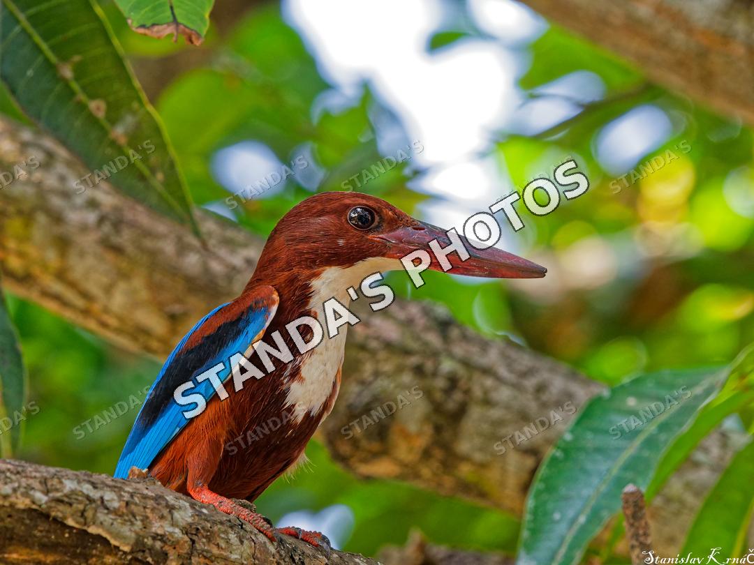 Lednáček hnědohlyvý