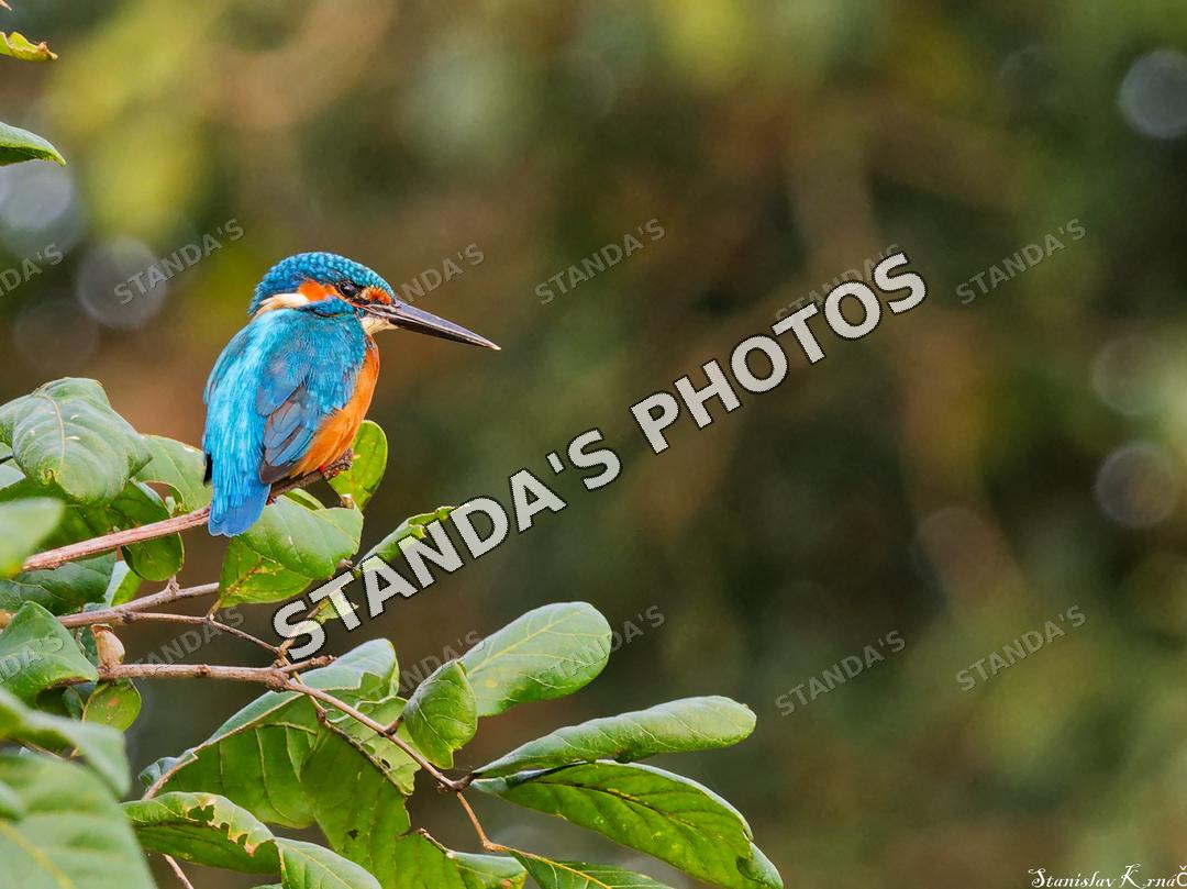 Lednáček říční