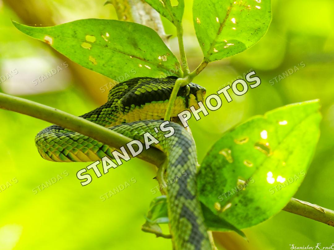 Chřestýšovec srílandský