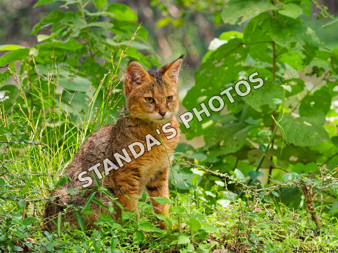 Kočka bažinná (džunglová)