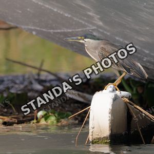 Volavka proměnlivá