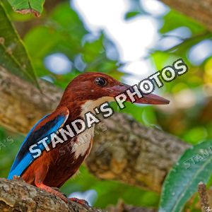 Lednáček hnědohlyvý