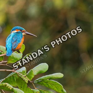 Lednáček říční