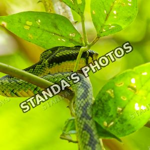 Chřestýšovec srílandský